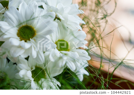 Bouquet of beautiful white daisies in the room by the window. Chrysanthemum petals close up. Argyranthemum frutescens 104442921