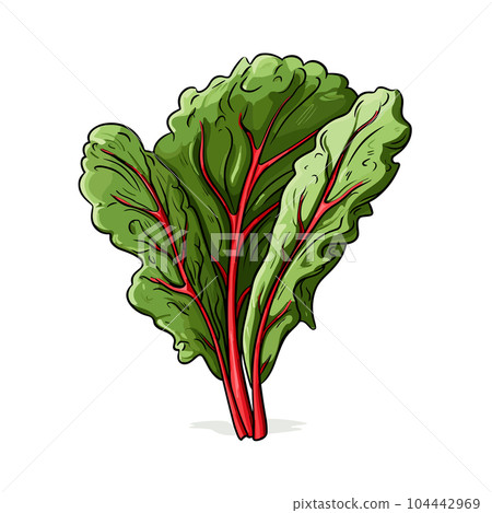 Swiss chard hand-drawn illustration. Swiss chard. Vector doodle style cartoon illustration Swiss chard hand-drawn illustration. Swiss chard. Vector doodle style cartoon illustration 104442969