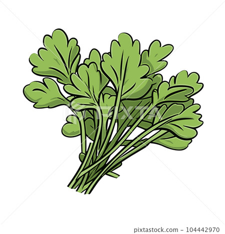 arugula hand-drawn illustration. arugula. Vector doodle style cartoon illustration arugula hand-drawn illustration. arugula. Vector doodle style cartoon illustration 104442970