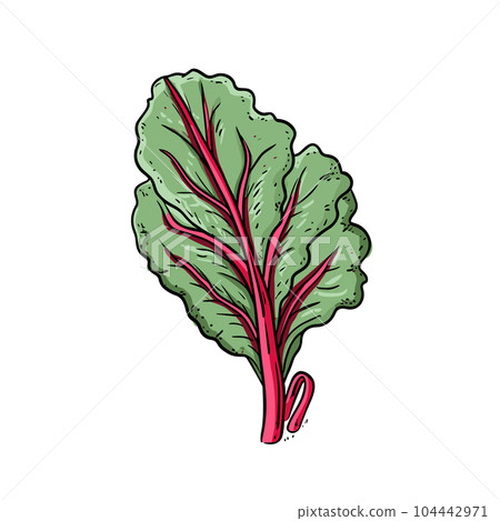 Swiss chard hand-drawn illustration. Swiss chard. Vector doodle style cartoon illustration Swiss chard hand-drawn illustration. Swiss chard. Vector doodle style cartoon illustration 104442971
