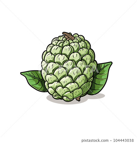 Custard apple hand-drawn illustration. Custard apple. Vector doodle style cartoon illustration 104443038