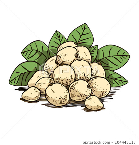 Chikoo hand-drawn illustration. Chikoo. Vector doodle style cartoon illustration 104443115