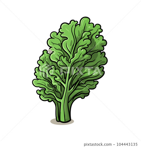 Kale hand-drawn illustration. Kale. Vector doodle style cartoon illustration Kale hand-drawn illustration. Kale. Vector doodle style cartoon illustration 104443135