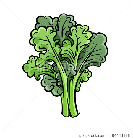 Kale hand-drawn illustration. Kale. Vector doodle style cartoon illustration Kale hand-drawn illustration. Kale. Vector doodle style cartoon illustration 104443136