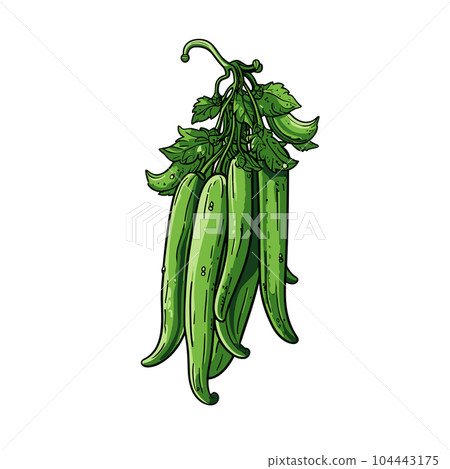 Okra hand-drawn illustration. Okra. Vector doodle style cartoon illustration Okra hand-drawn illustration. Okra. Vector doodle style cartoon illustration 104443175