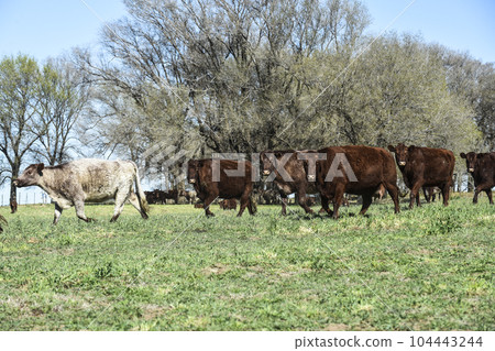Cattle raising in pampas countryside, La Pampa province, Argentina. 104443244
