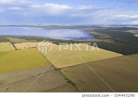 Wheat field ready to harvest, in the Pampas plain, La Pampa, Argentina. Wheat field ready to harvest, in the Pampas plain, La Pampa, Argentina. 104443290