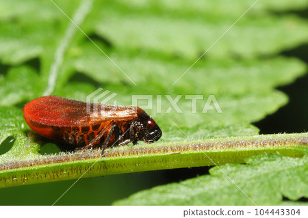 Kogashira Awafuki 104443304