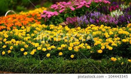 代代木公園誕生了色彩繽紛的花壇 104443345