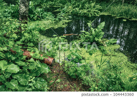 Swamp in the forest Swamp in the forest 104443360