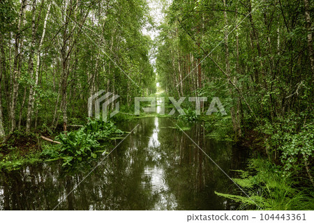 Swamp in the forest Swamp in the forest 104443361