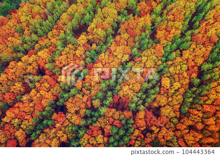 Autumn forest from above Autumn forest from above 104443364