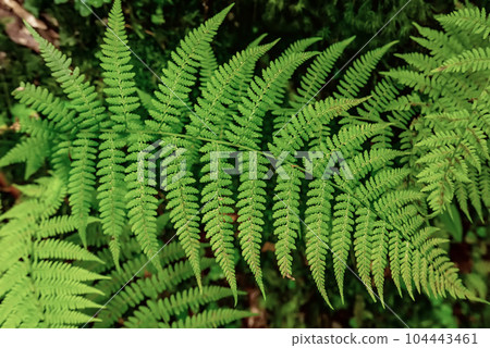 Fern leaf background Fern leaf background 104443461