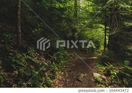 Dark moody forest 104443472