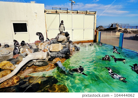 Otaru Aquarium Shakke! Pool Scenery Otaru Aquarium Shakke! Pool Scenery 104444062