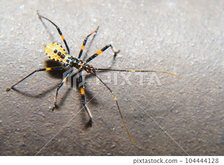 The larva of the elephant beetle turtle The larva of the elephant beetle turtle 104444128