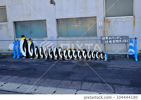 小樽水族館 世界各地 18 種企鵝 實物大小的展板 小樽水族館 世界各地 18 種企鵝 實物大小的展板 104444180