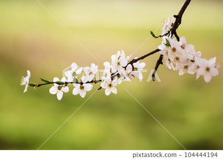 Apricot tree blossoms Apricot tree blossoms 104444194