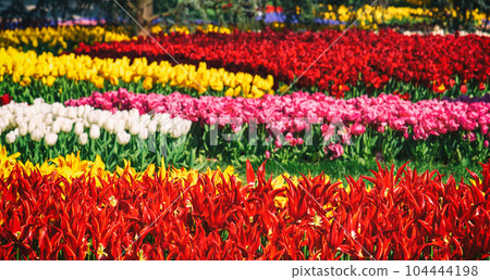 Emirgan Park, Istanbul Emirgan Park, Istanbul 104444198