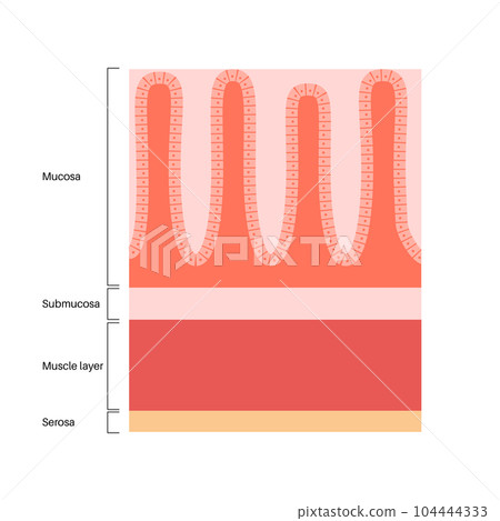 Mucous membrane structure Mucous membrane structure 104444333