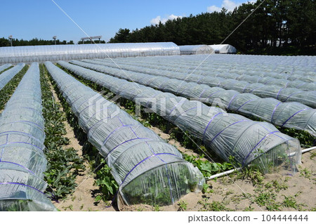 Tunnel cultivation Shonai, Yamagata Prefecture Tunnel cultivation Shonai, Yamagata Prefecture 104444444
