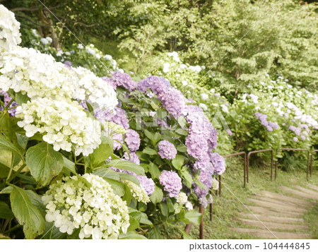 唐木田之道繡球花（多摩市） 104444845