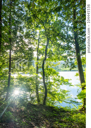 在湖的新綠色 在湖的新綠色 104445536