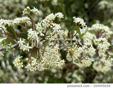 Pioneer spike-thorn (lat.- (Gymnosporia buxifolia) Pioneer spike-thorn (lat.- (Gymnosporia buxifolia) 104445630