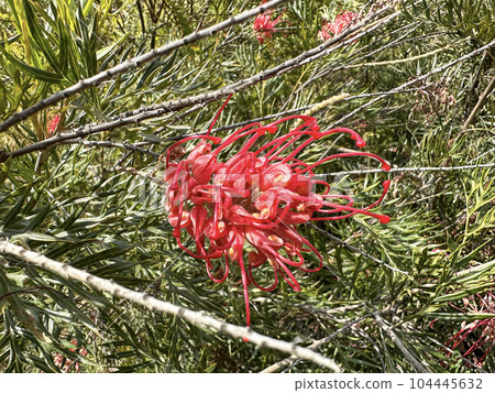Grevillea (lat. Grevillea) is also known as a spider flower Grevillea (lat. Grevillea) is also known as a spider flower 104445632