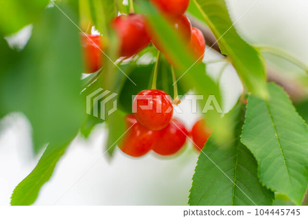 [水果材料]長在樹上的櫻桃[山梨縣] 104445745