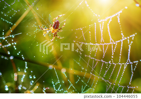Large spider in the web 104446055