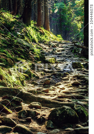 Summer moody forest 104446078
