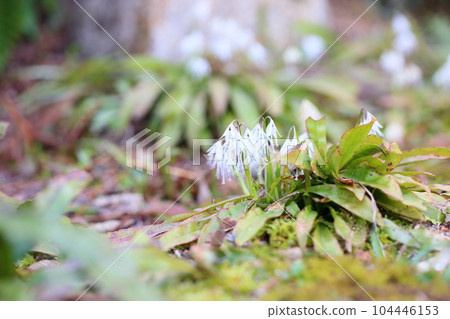 Flower of silkworm shojobakama 104446153