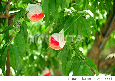 red peach fruit 104446551