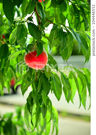 red peach fruit red peach fruit 104446552