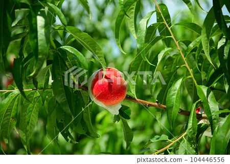red peach fruit red peach fruit 104446556