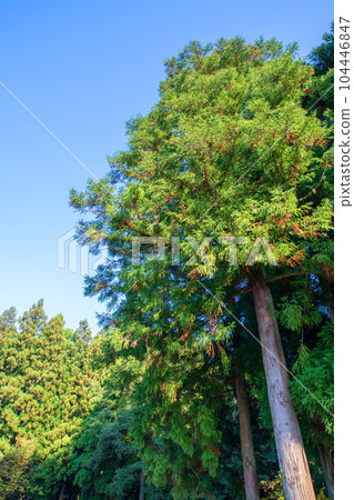 新潟縣南魚沼市深秋的南魚沼雪松林 104446847