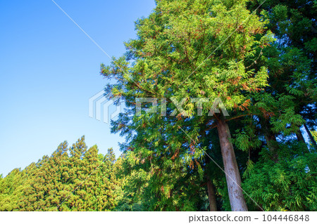 新潟縣南魚沼市深秋的南魚沼雪松林 104446848