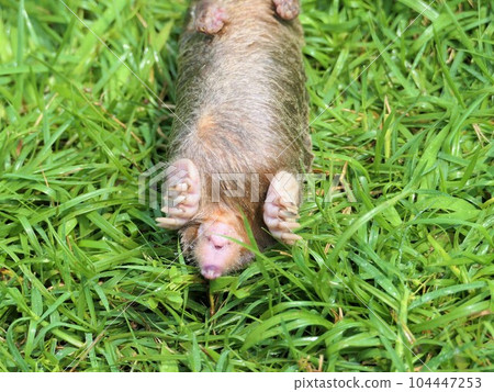 鼴鼠前腿和小後腿 104447253