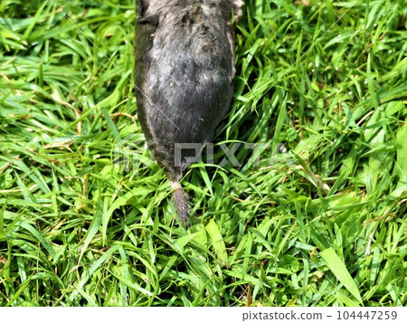 鼴鼠尾巴 104447259