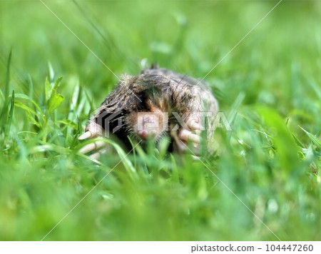 眼睛退化的痣 104447260