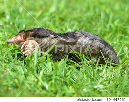 用鼴鼠側前腿在土裡蛙泳？ 104447261