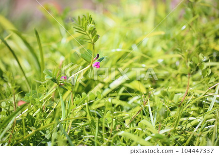 Vetch flower Vetch flower 104447337