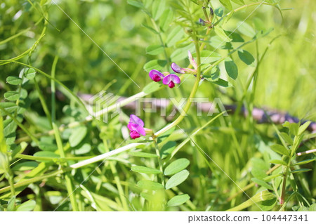野豌豆花 野豌豆花 104447341