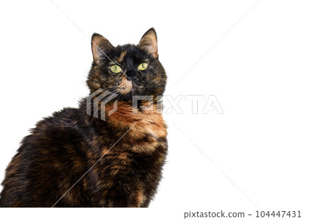 Portrait of a tricolor cat with green eyes on an isolated white background. Cute tortoiseshell cat. The tortoiseshell cat is sitting and looking at the camera. Portrait of a tricolor cat with green eyes on an isolated white background. Cute tortoiseshell cat. The tortoiseshell cat is sitting and looking at the camera. 104447431