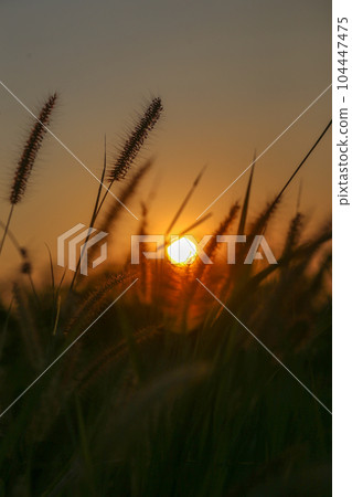 Lesser Spear Grass with the background of the sun at sunset in Vietnam Lesser Spear Grass with the background of the sun at sunset in Vietnam 104447475