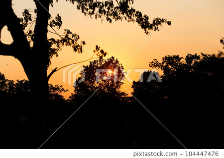The silhouette of the tree contrasts with the yellow sky at sunset The silhouette of the tree contrasts with the yellow sky at sunset 104447476