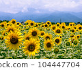 高原的向日葵領域 104447704