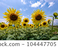 向日葵在藍天下 104447705
