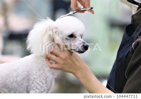 White toy poodle Bailey-kun trimming cutely♡ White toy poodle Bailey-kun trimming cutely♡ 104447711